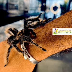 Curly Hair Tarantula 